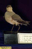 藏品(燕鴴)的圖片